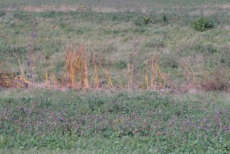 Lot 4 South Route 52 Road Manhattan IL 60442
